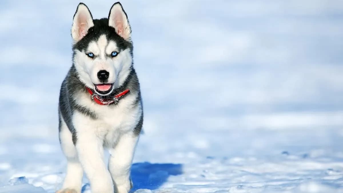 Pies jak husky: poznaj cechy, wymagania i porady dla właścicieli