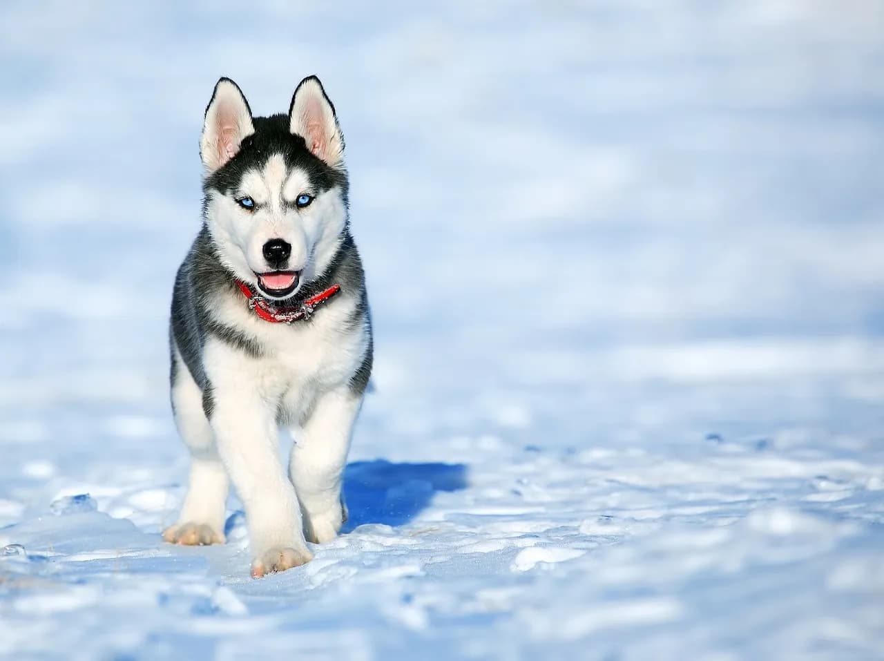 Ile kosztuje husky syberyjski? Sprawdź ceny i ukryte wydatki