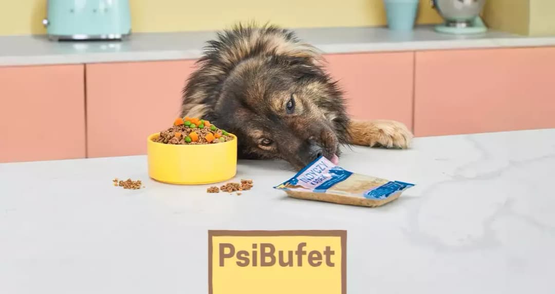 Czy pies może jeść gotowane mięso? Sprawdź, co musisz wiedzieć