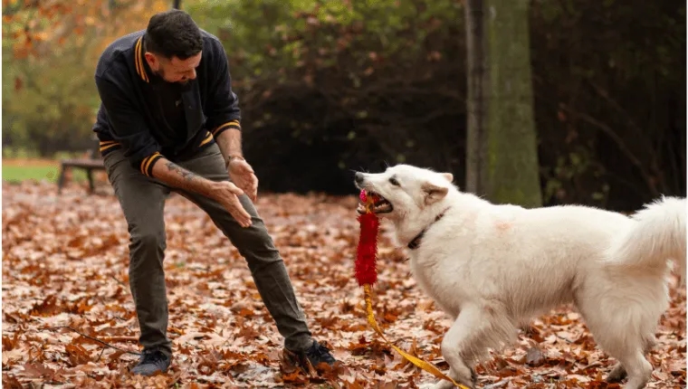 Jak bawić się z psem na spacerze, aby był szczęśliwy i aktywny