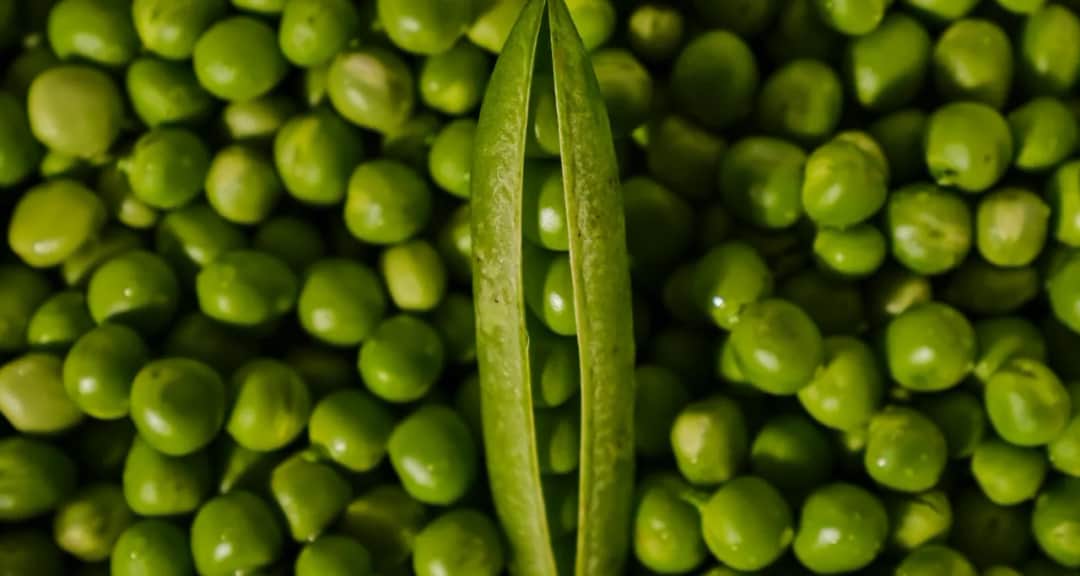 Czy pies może jeść groszek? Bezpieczne sposoby na wprowadzenie do diety