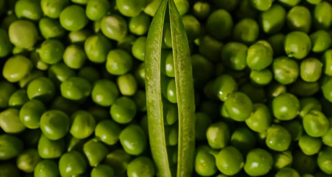 Czy pies może jeść groszek? Bezpieczne sposoby na wprowadzenie do diety