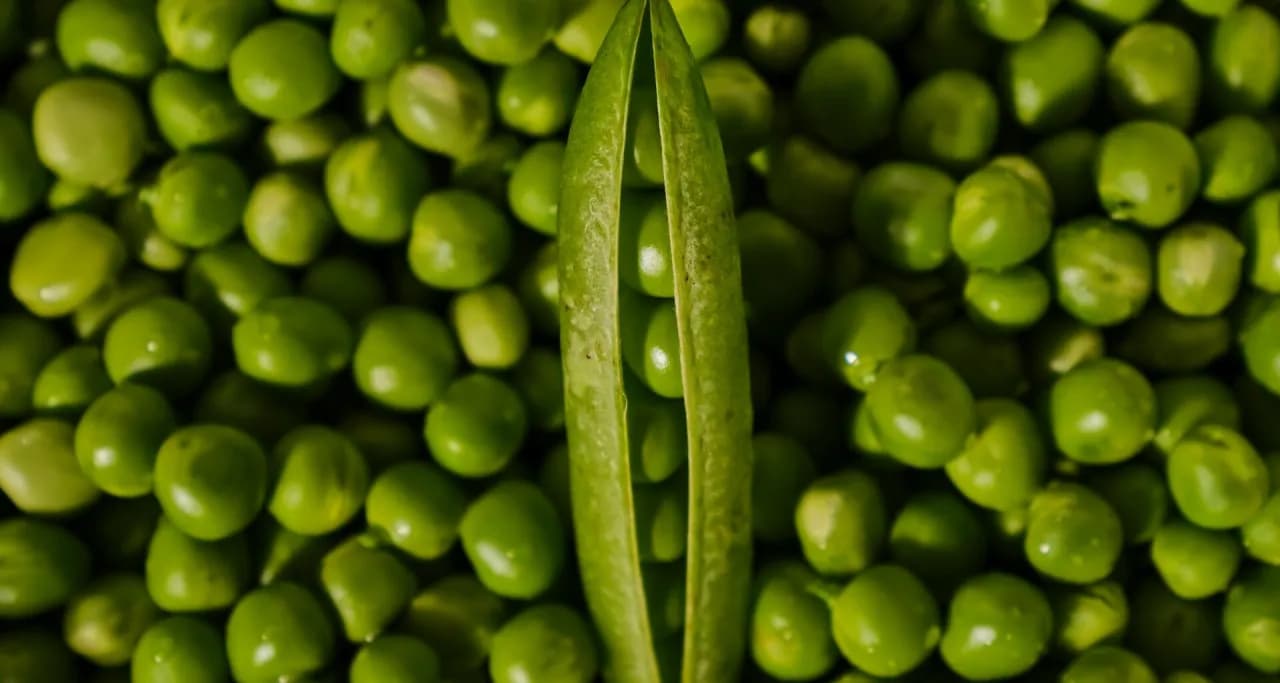 Czy pies może jeść groszek? Bezpieczne sposoby na wprowadzenie do diety