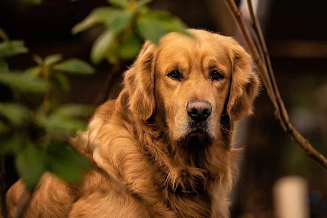 Ile karmy dla szczeniaka golden retriever, aby uniknąć problemów zdrowotnych?