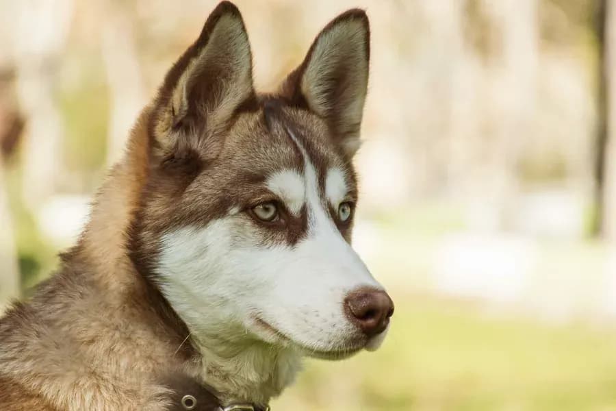 Czy husky jest agresywny? Prawda o ich temperamencie i zachowaniu