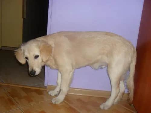 Ile powinien ważyć golden retriever w wieku sześciu miesięcy?