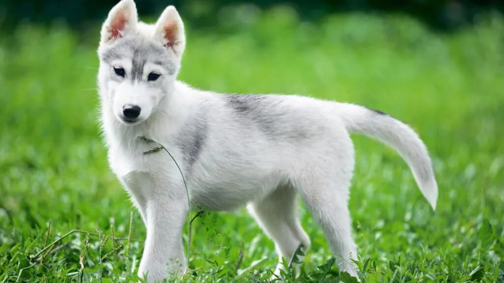 Ile kosztuje szczeniak husky? Poznaj ceny i ukryte koszty zakupu