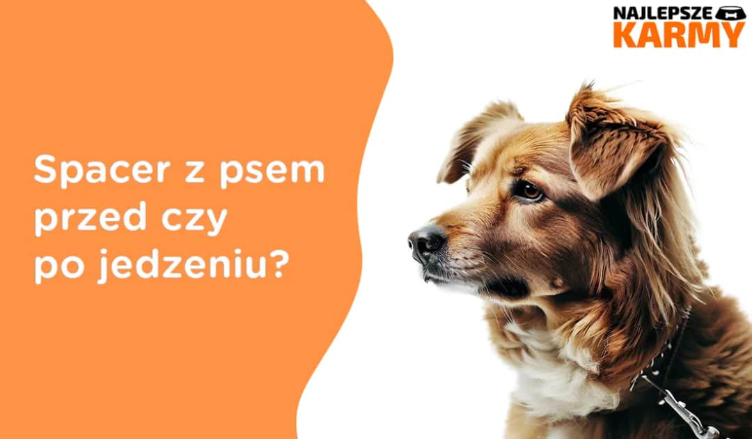 Kiedy wychodzić z psem na spacer przed czy po jedzeniu, aby uniknąć zagrożeń?