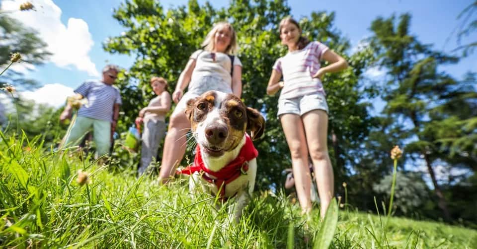 Gdzie na spacer z psem w Pomorskiem? Odkryj najlepsze miejsca