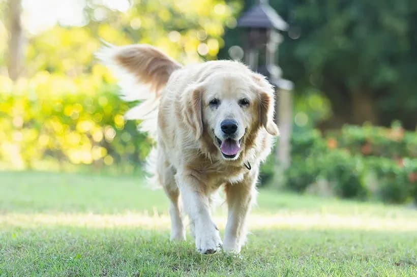 Jak długo rośnie golden retriever? Odkryj kluczowe etapy wzrostu