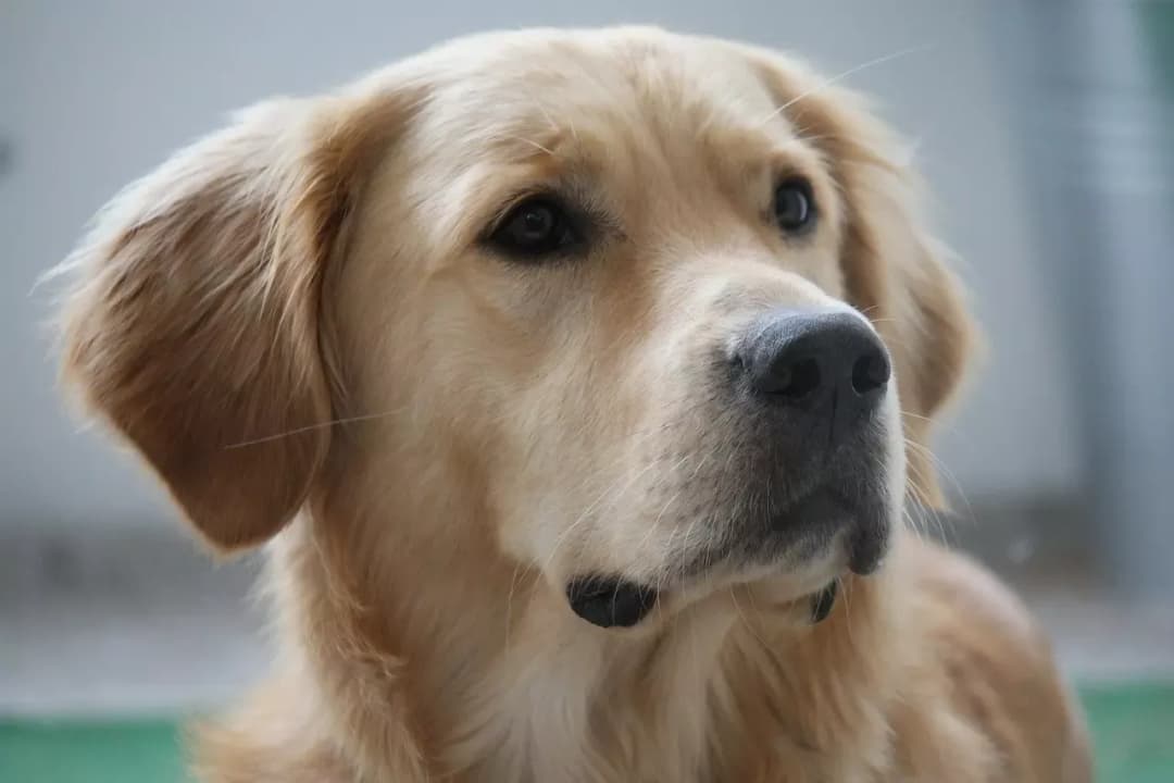 Czy golden retriever ma włosy czy sierść? Poznaj prawdę o jego futrze
