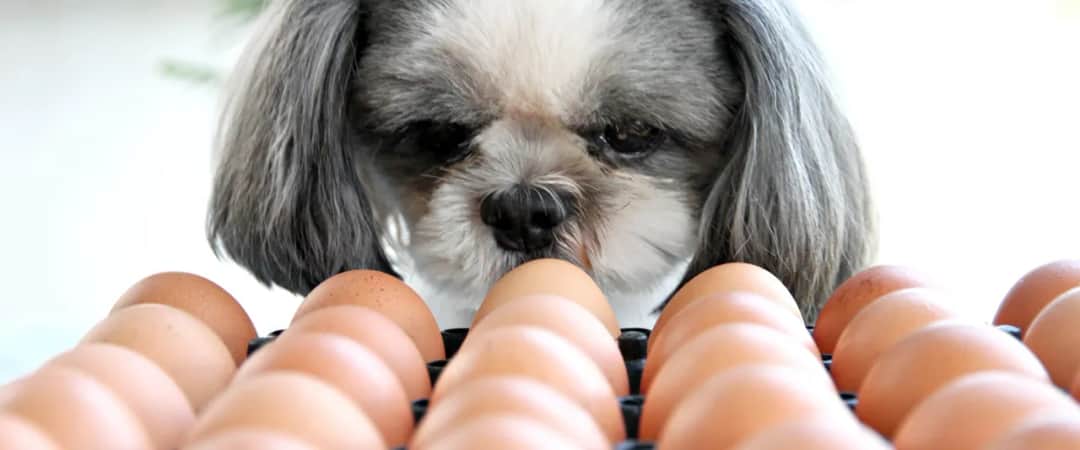 Czy pies może jeść surowe żółtko? Poznaj ryzyka i korzyści zdrowotne