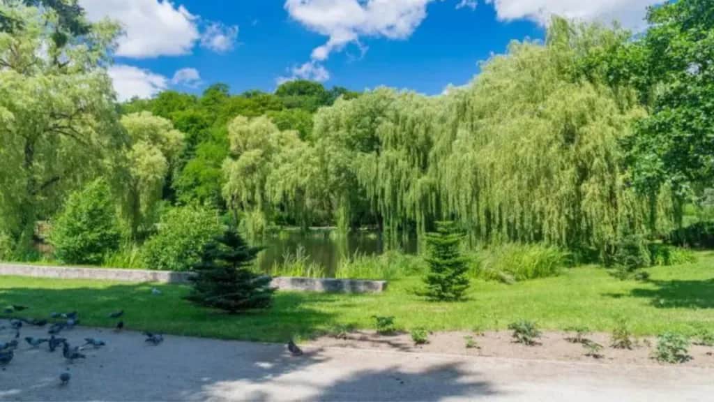 Gdzie z psem na spacer? Odkryj najlepsze miejsca w Polsce