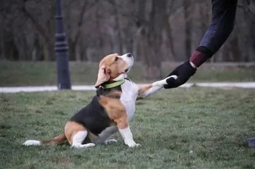 Jak wytresować beagle, by uniknąć problemów z zachowaniem?