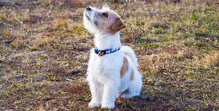 Jak wytresować jack russell terriera, aby był posłuszny i szczęśliwy