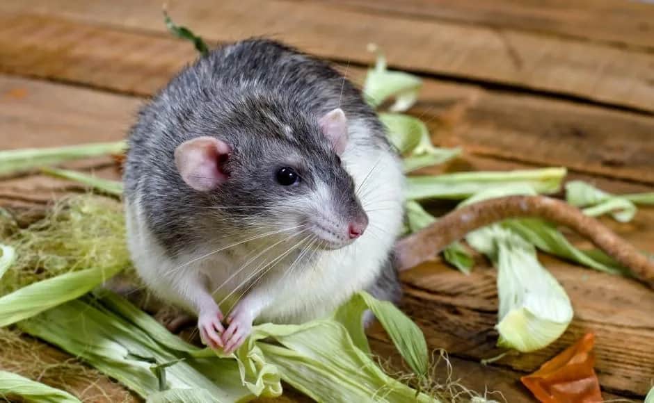 Jak wytresować szczura: proste techniki, które zaskoczą każdego właściciela