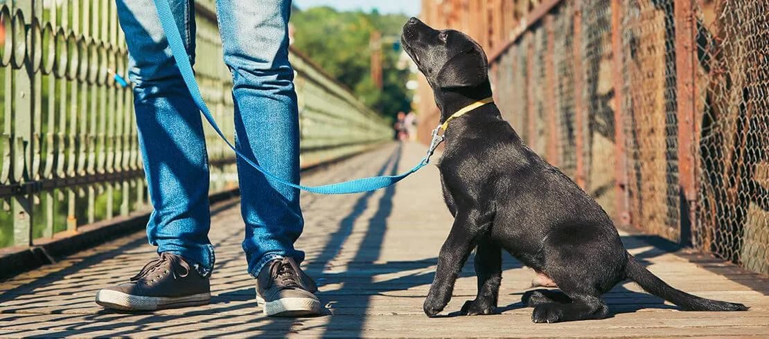 Jak wytresować szczeniaka, aby uniknąć problemów behawioralnych
