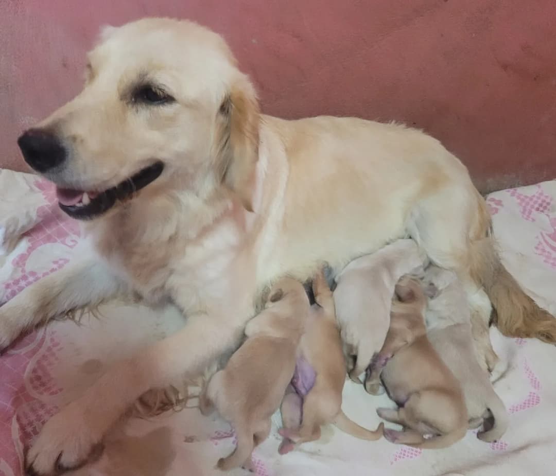 Gdzie można kupić golden retrievera? Sprawdzone miejsca i porady