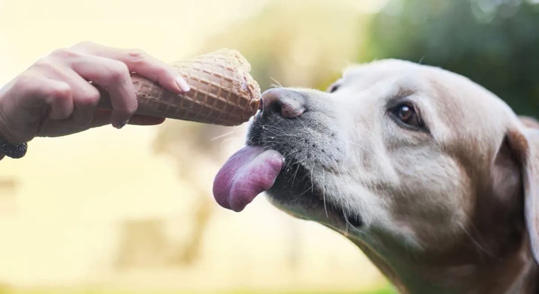 Czy pies może jeść lody śmietankowe? Zobacz, co musisz wiedzieć