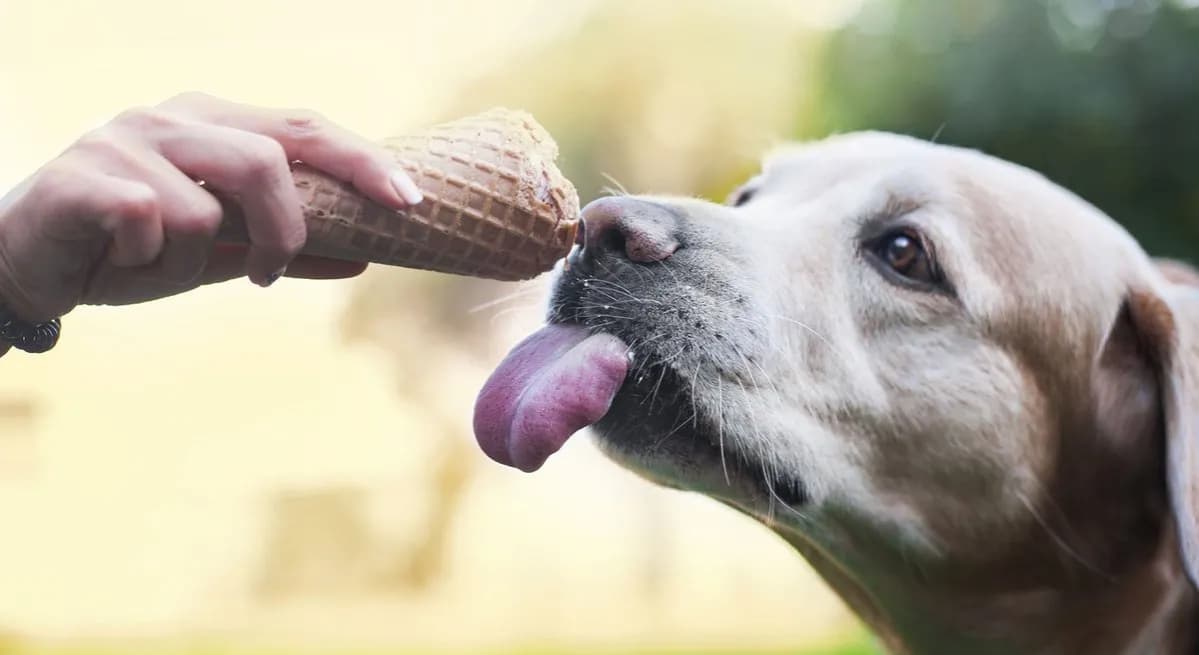 Czy pies może jeść lody śmietankowe? Zobacz, co musisz wiedzieć