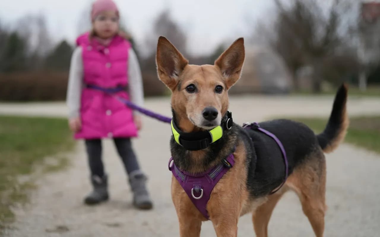 O której ostatni spacer z psem, aby zapewnić mu spokojny sen?