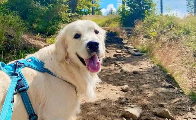 Jak wychować golden retrievera: skuteczne metody, które działają