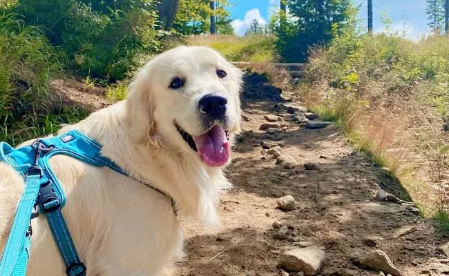 Jak wychować golden retrievera: skuteczne metody, które działają