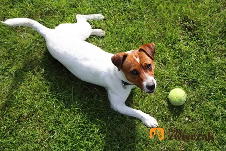 Jak wytresować psa, żeby nie gryzł i czuł się bezpiecznie