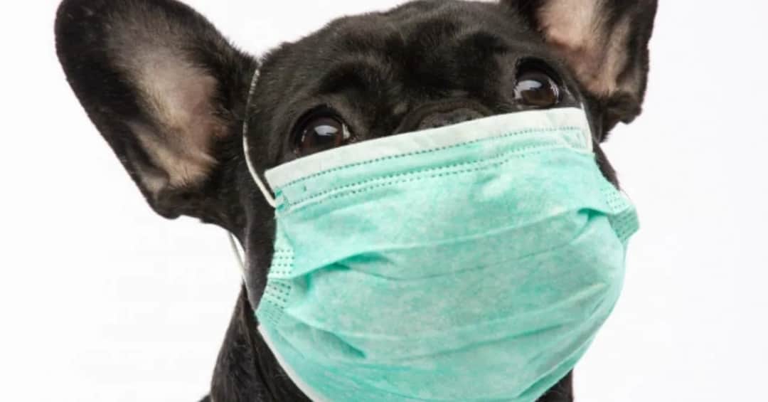 Czy na spacer z psem w maseczce? Poznaj ważne zasady i zalecenia