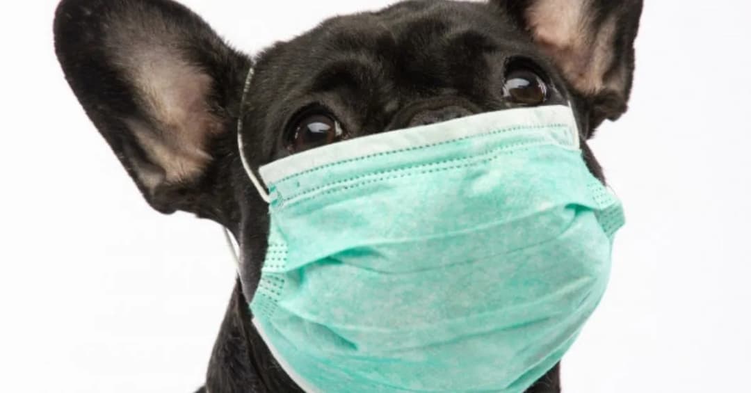 Czy na spacer z psem w maseczce? Poznaj ważne zasady i zalecenia