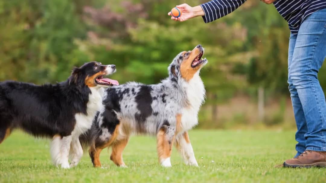 Jak wytresować dorosłego psa i uniknąć powszechnych błędów