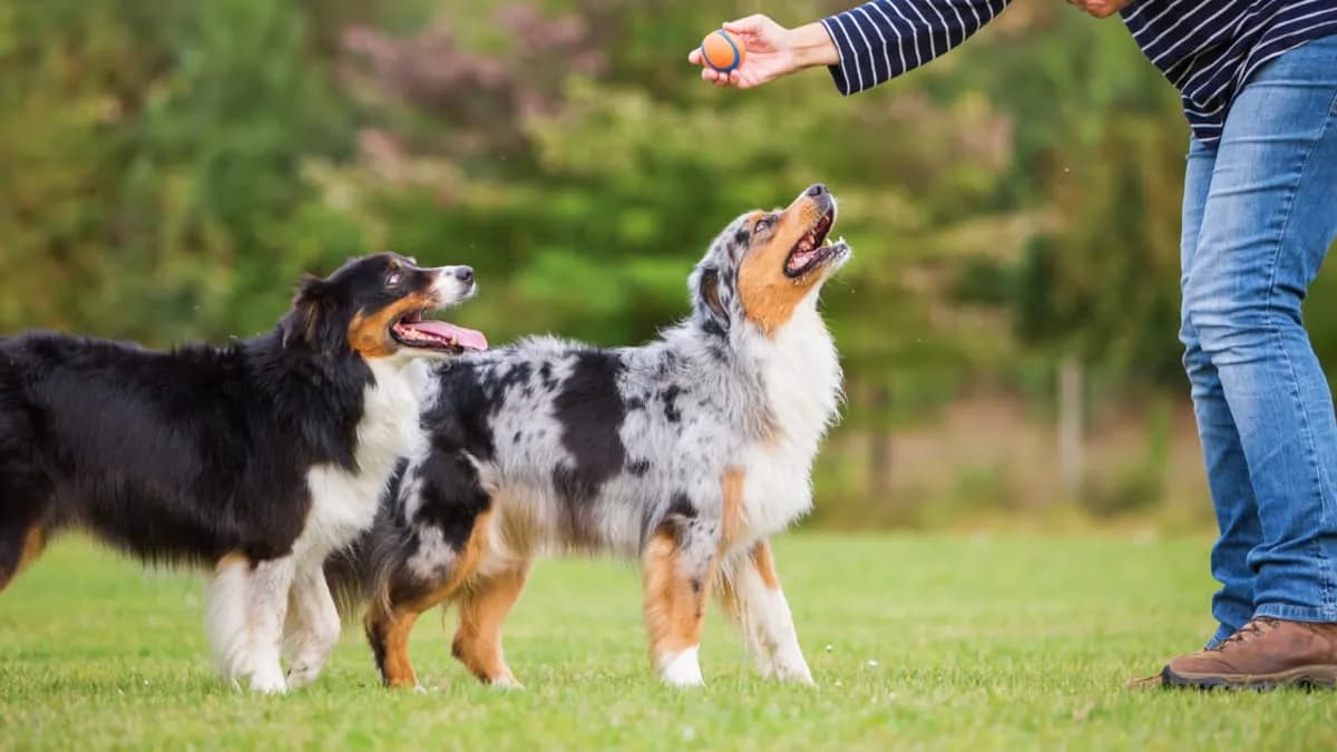 Jak wytresować dorosłego psa i uniknąć powszechnych błędów