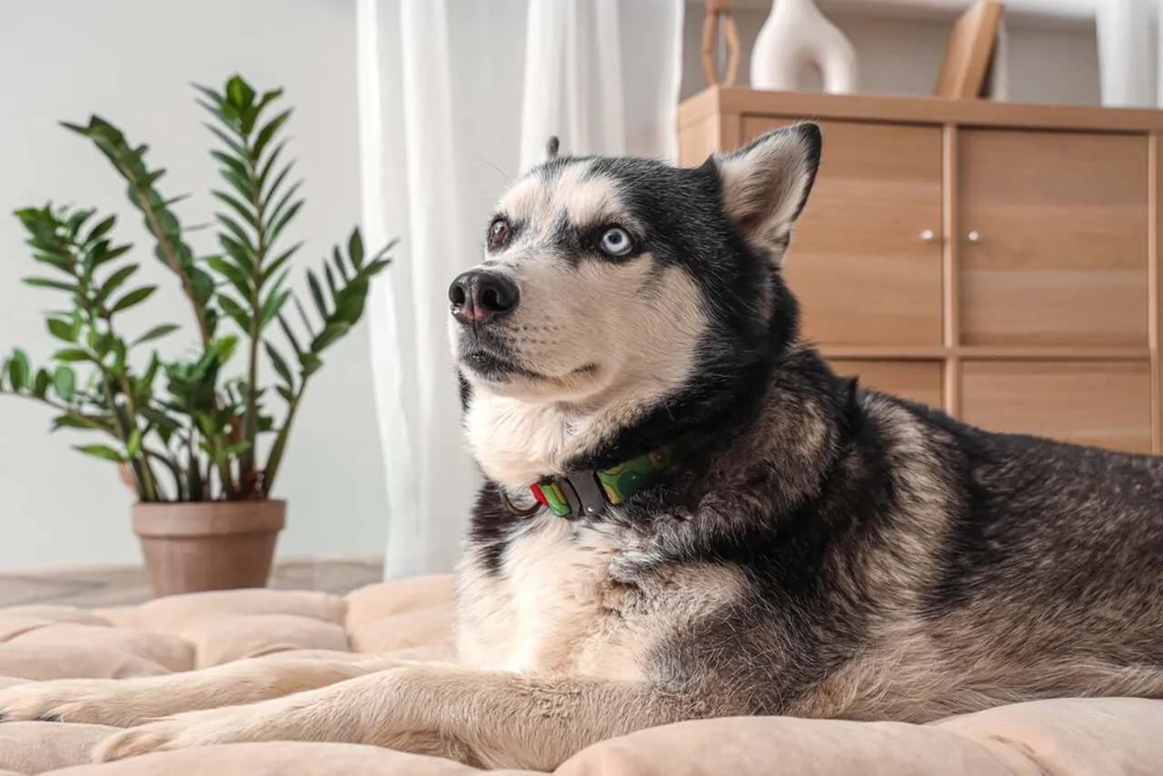 Jak wygląda pies husky? Odkryj jego wyjątkowy wygląd i cechy