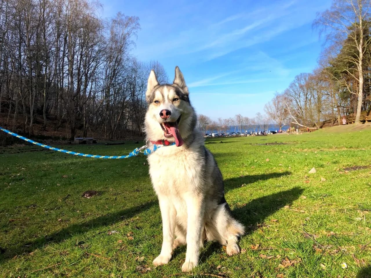 Ile km dziennie powinien chodzić husky, aby być zdrowym?