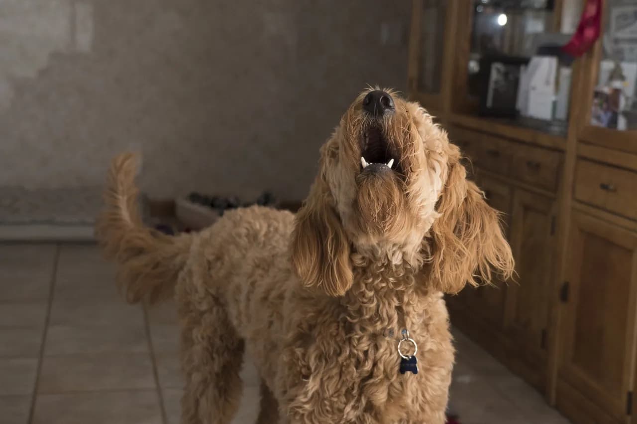 Dlaczego husky wyje? Odkryj przyczyny i jak je zrozumieć