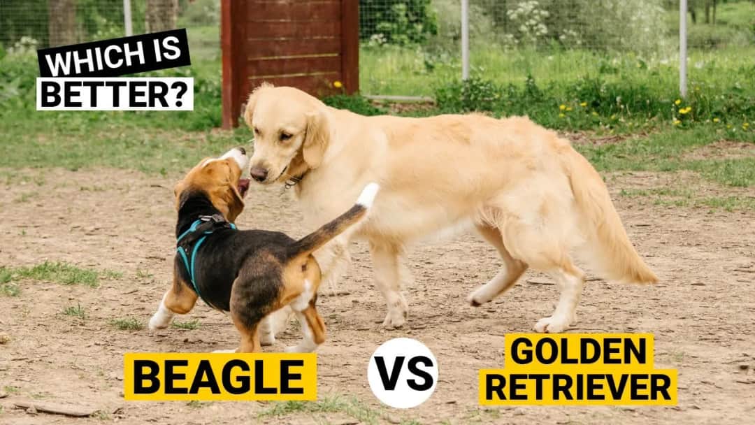 Beagle czy golden retriever - który pies będzie lepszym towarzyszem?