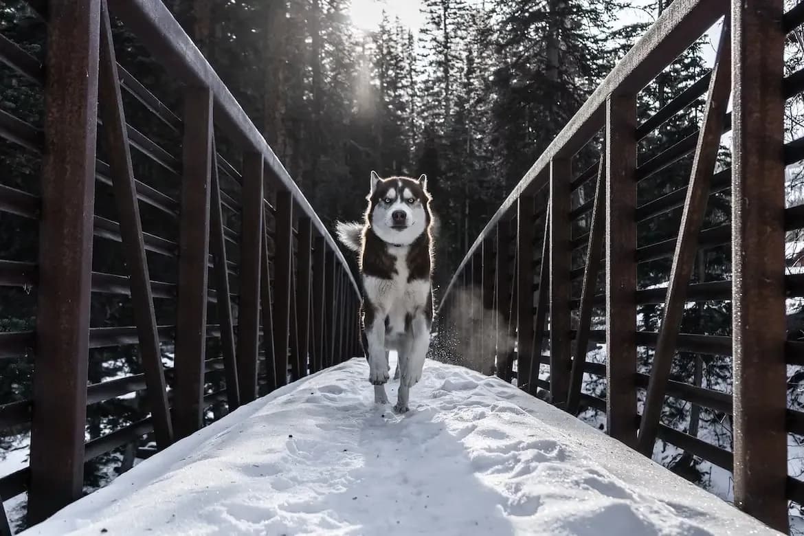 Jak długo żyją husky? Poznaj fakty i wpływ na ich zdrowie