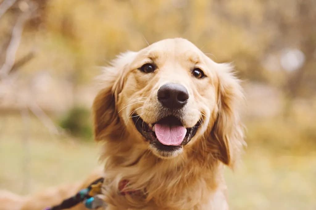 Ile lat żyje golden retriever? Odkryj sekrety długowieczności tej rasy