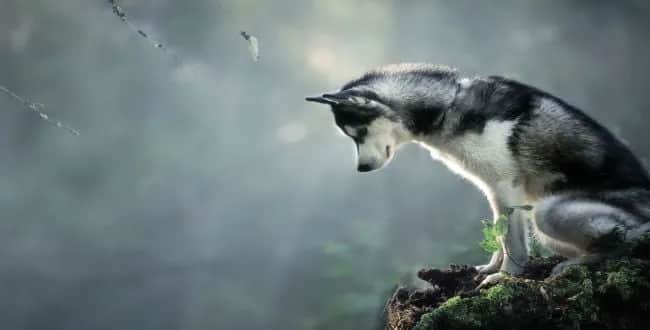 Czy husky szczeka? Odkryj prawdę o ich unikalnym wyciu