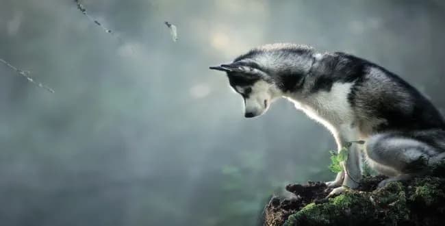 Czy husky szczeka? Odkryj prawdę o ich unikalnym wyciu