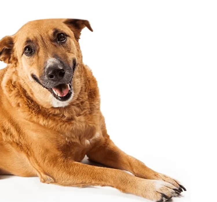 Czy pies może jeść? Sprawdź, co mu zaszkodzi i co jest bezpieczne