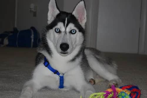 Jak wychować husky - skuteczne metody i najczęstsze błędy