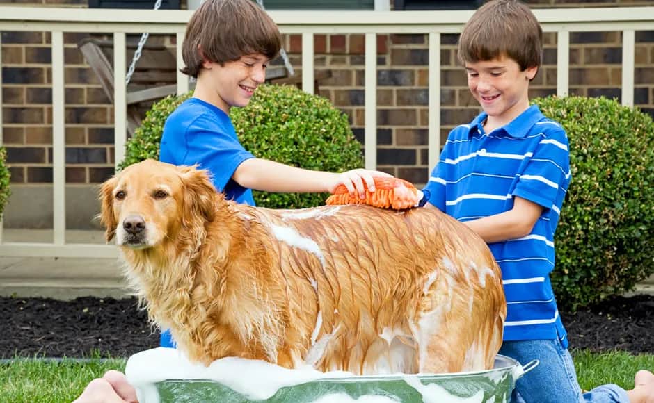 Jak dbać o golden retrievera, aby uniknąć problemów zdrowotnych