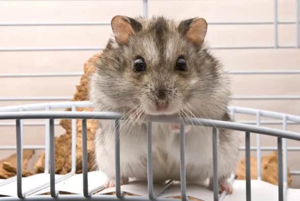Jak wytresować chomika: skuteczne metody na oswojenie pupila
