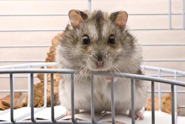 Jak wytresować chomika: skuteczne metody na oswojenie pupila