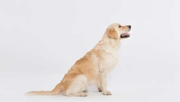 Ile trwa cieczka u golden retrievera? Poznaj kluczowe informacje