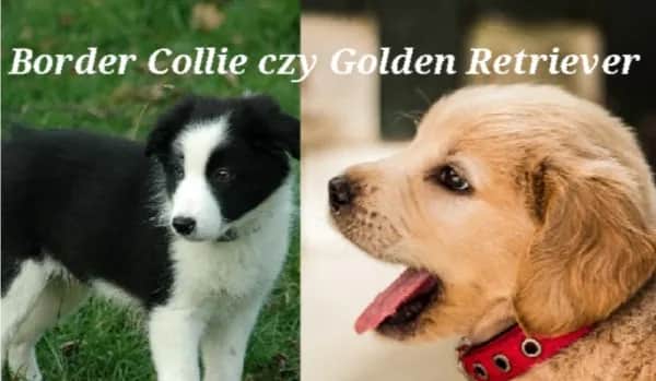 Border Collie czy Golden Retriever – który pies lepiej pasuje do rodziny?
