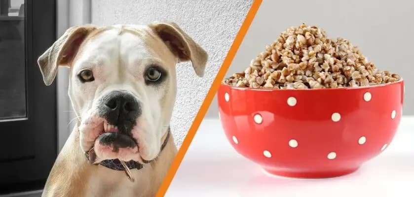 Czy pies może jeść kaszę jęczmienną? Sprawdź, co musisz wiedzieć
