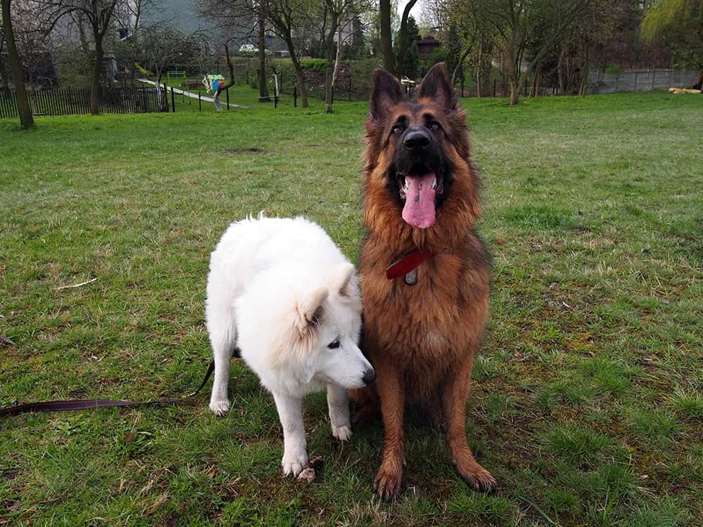 Jak wytresować owczarka: skuteczne metody, które przynoszą efekty