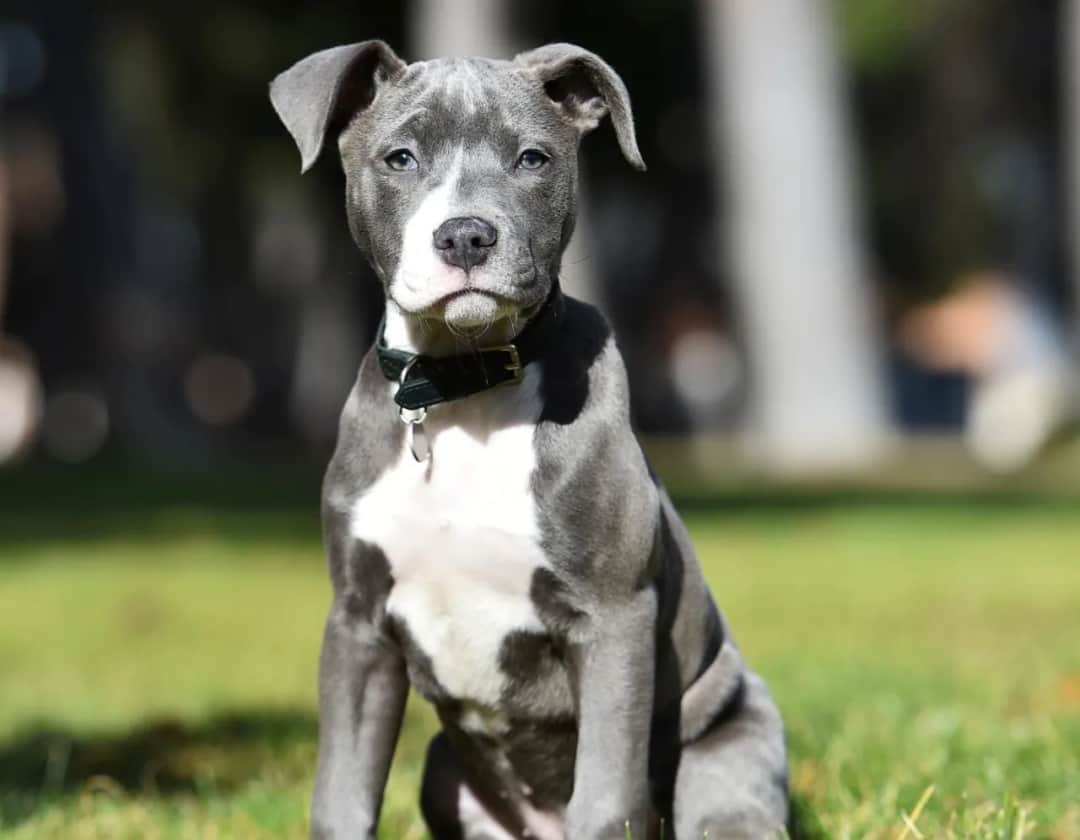 Jak wytresować amstaffa: skuteczne metody, które naprawdę działają